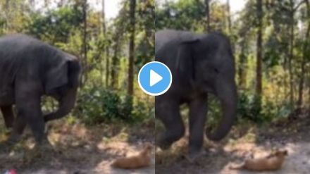 Elephant Viral Video