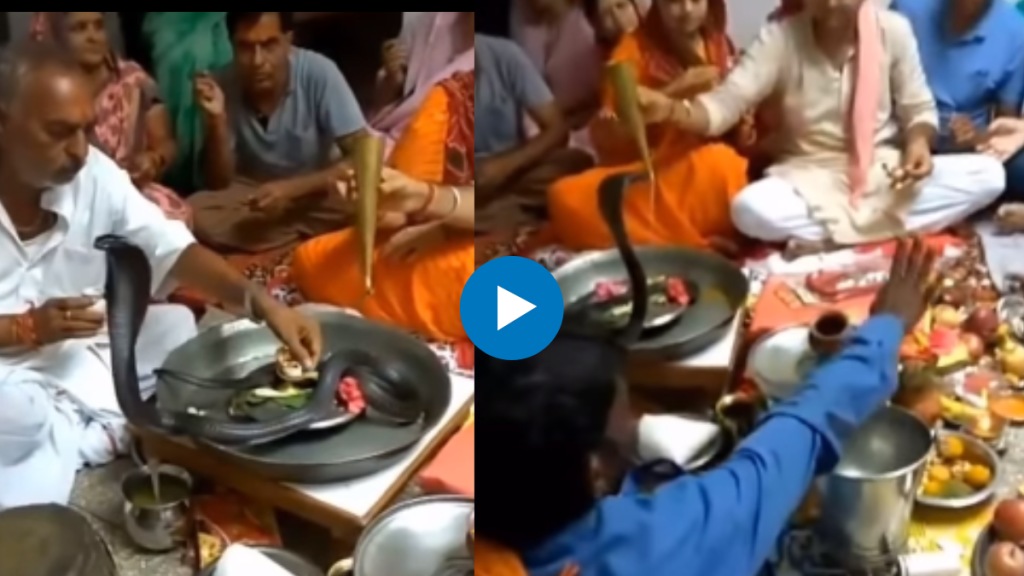 people are worshiping a live snake at home see Viral Video