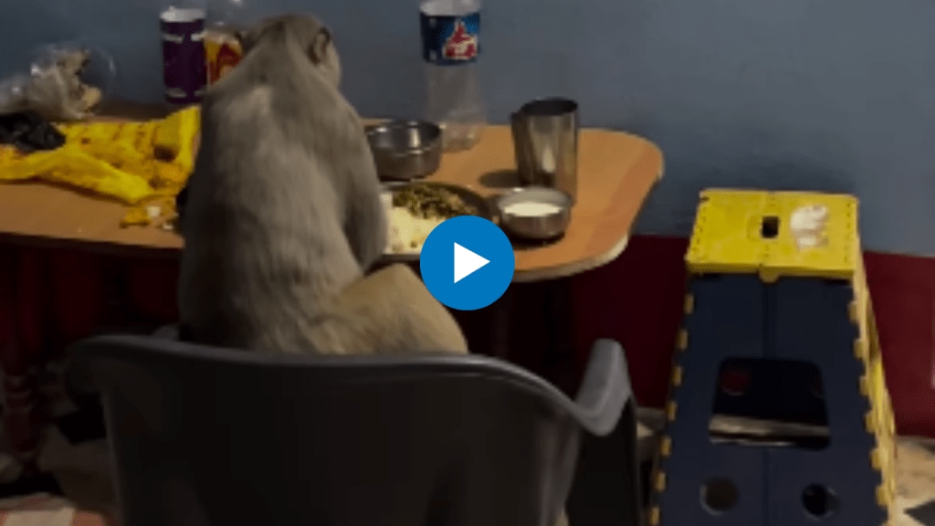 Viral video of a monkey eating a plate sitting on a table chair