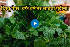 How to store mint for longer using ice Tissue paper know 5 simple trick Kitchen Jugaad