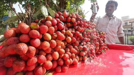 Lychee season, fruits, APMC, navi mumbai