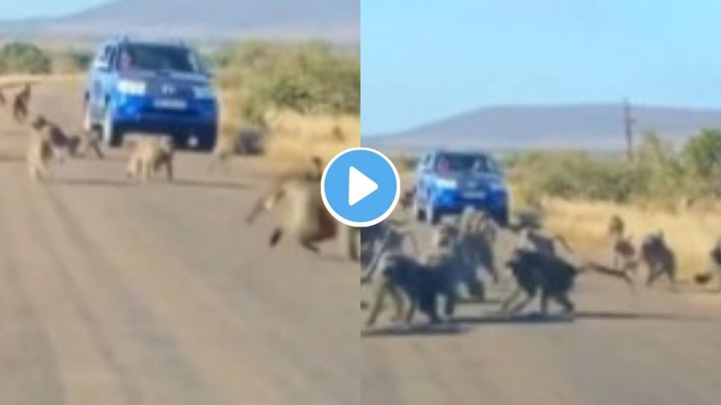 Monkey Fight with Leopard