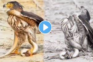 Snake Vs Eagle Fight Watch Video