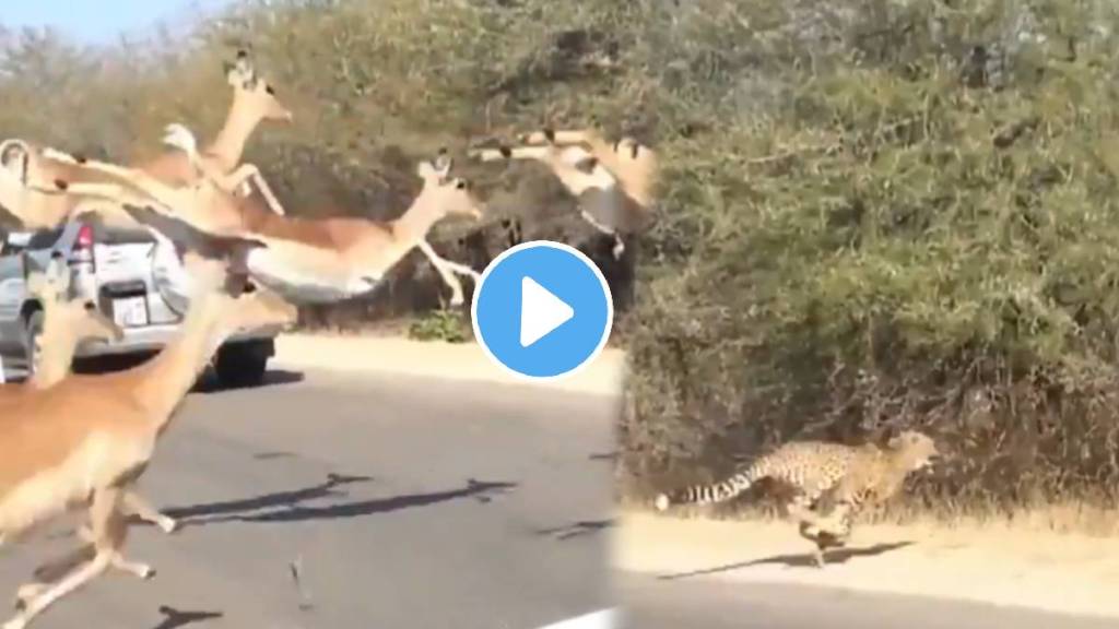 Cheetah attack deer viral video