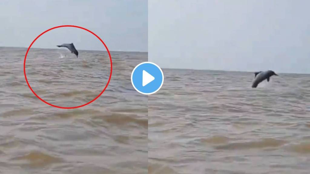 Dolphin Spotted at Bandra and Juhu Beach