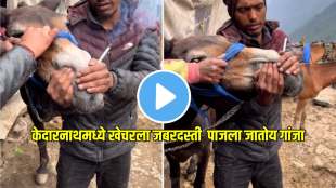 Video of giving cigarettes to horses and mules in Kedarnath