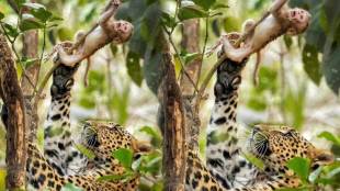 Leopard Attack On Monkey Animal Photo