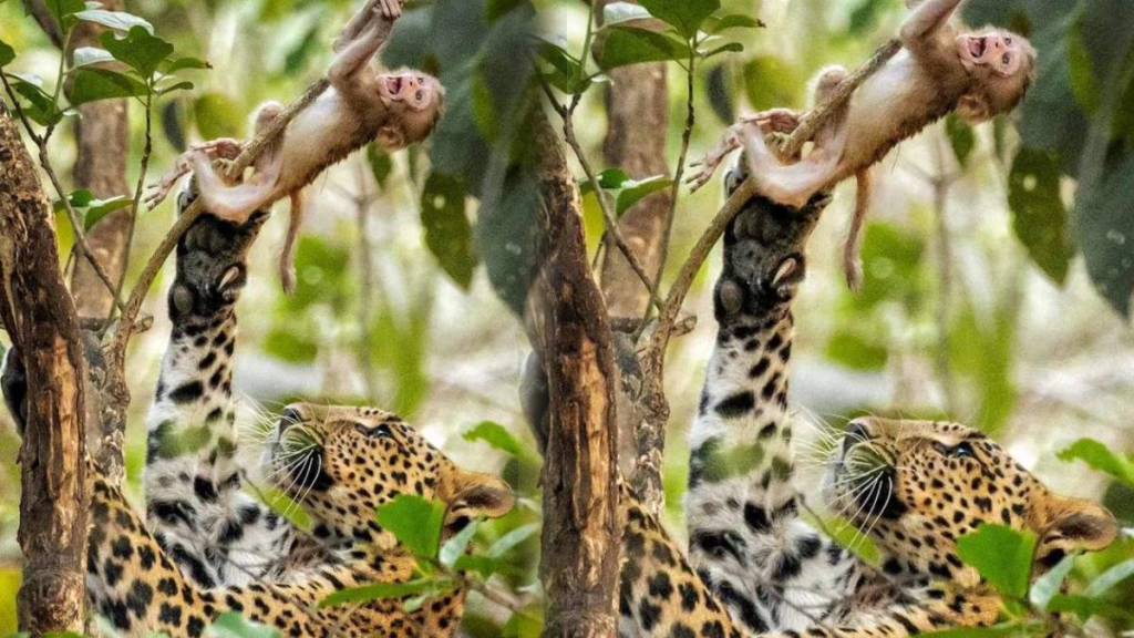 Leopard Attack On Monkey Animal Photo