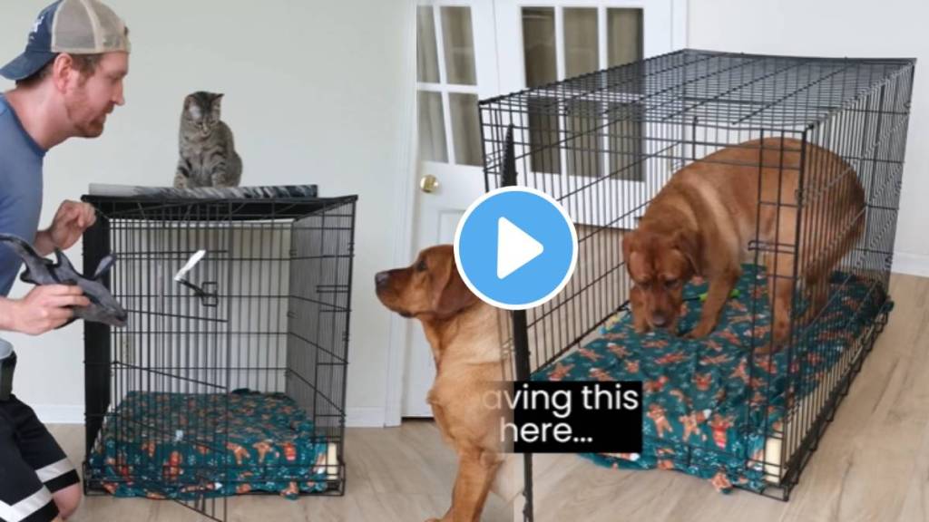 Viral Video Shows the dog uses a trick He learned from her human to trap the cat inside a crate watch ones