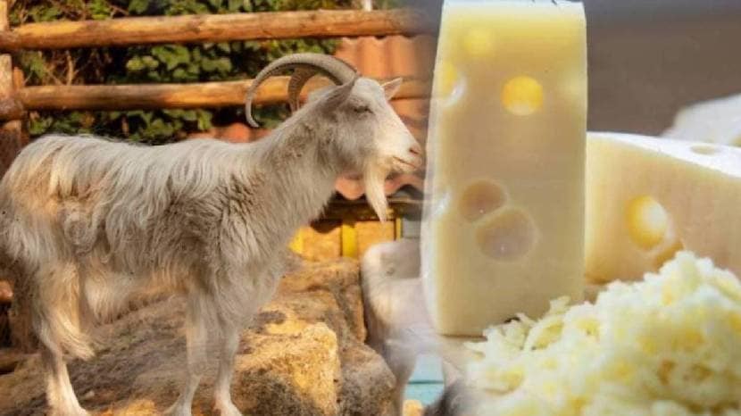  every single day You can eat goat and sheep cheese it is easily absorbed and utilised by the body must read expert advise 