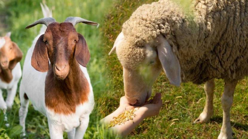  every single day You can eat goat and sheep cheese it is easily absorbed and utilised by the body must read expert advise 