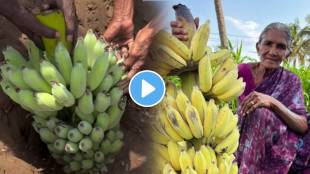 An elderly woman Natural Process Of Ripening Banana in just two days and the taste also remains completely tasty