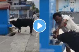 Man helped cow to drink Water video viral