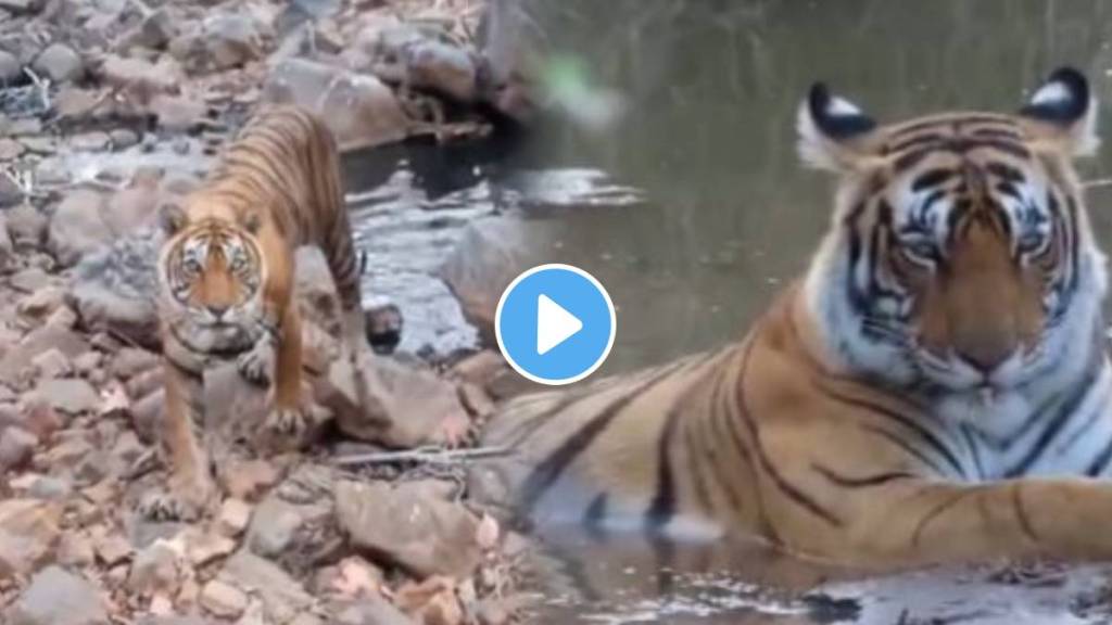 Tiger's temperature rises due to heat trick to cool down