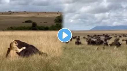 Many buffaloes saved the life of a buffalo from lion cubs