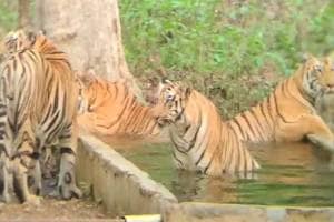 Tigress, cubs, swimming,