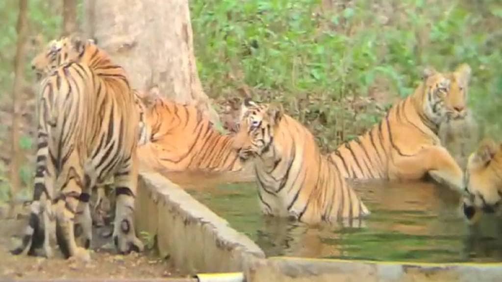Tigress, cubs, swimming,
