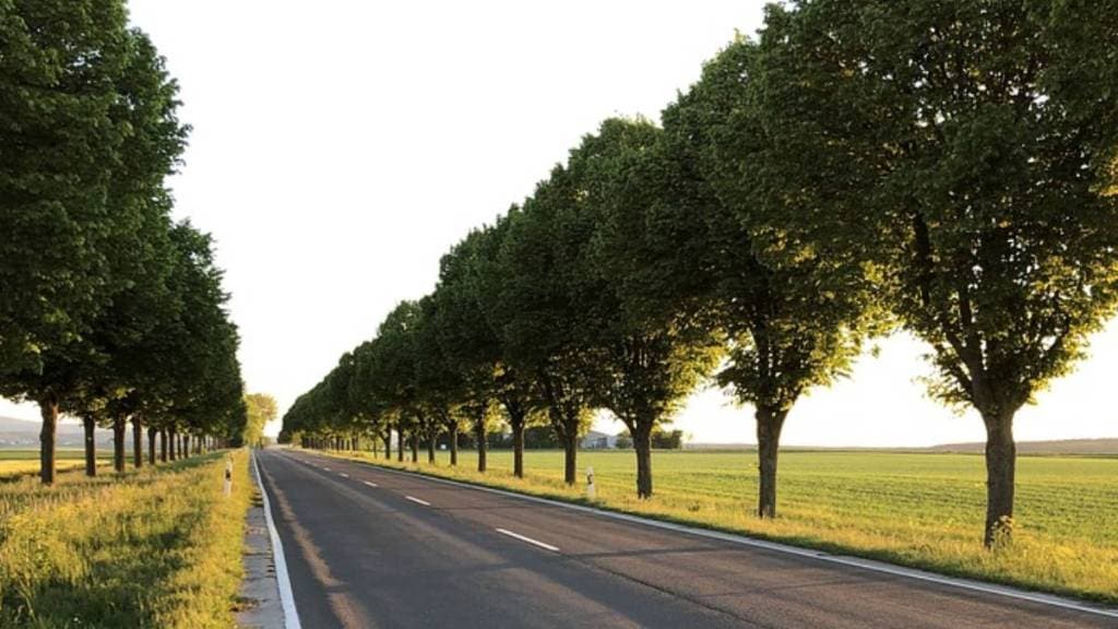 trees, cement roads, Nagpur,