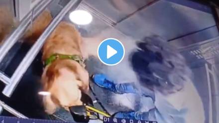 Shocking video of Gurugram dog walker thrashing golden retriever in elevator