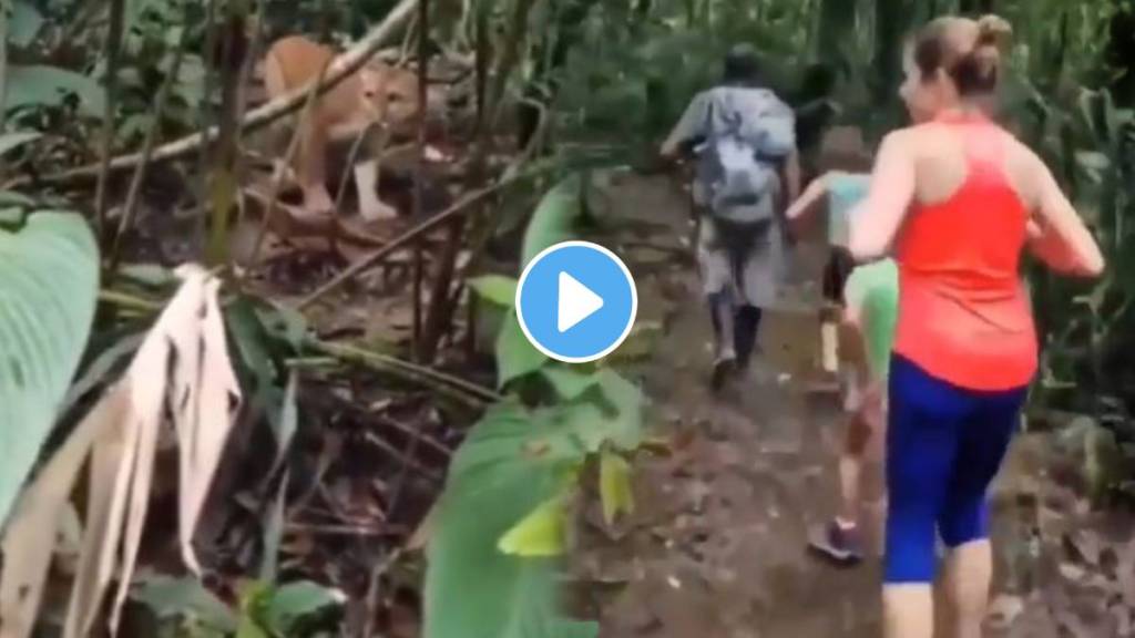 Lion cub seen in jungle