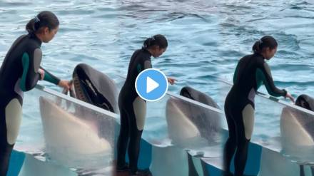 whale viral video a woman on the beach was feeding a giant whale then what happened next