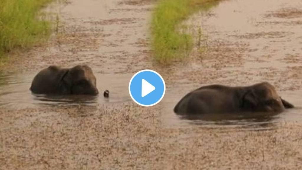 cute baby elephant playing in the pond