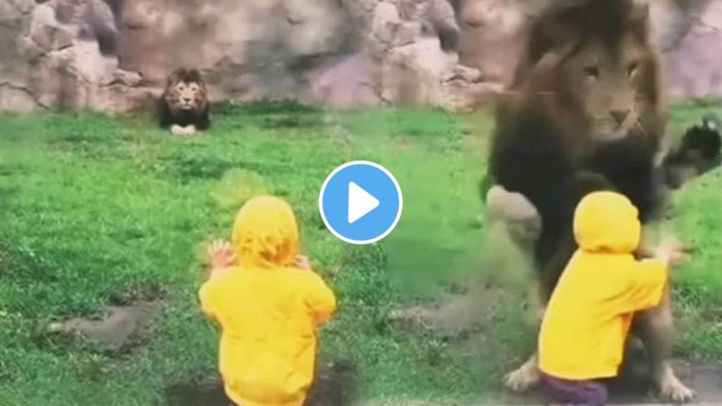 Seeing the little boy the lion direct attack