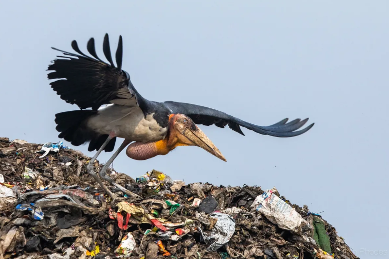 the greater adjutant stork 