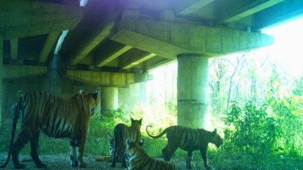 tigress, subway, cubs,