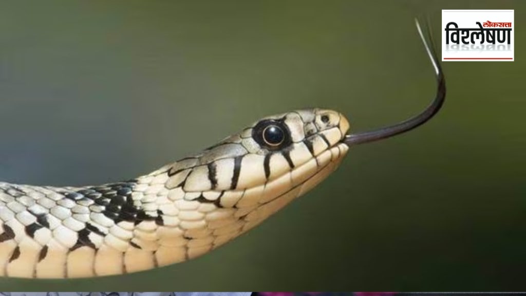 Why a snake researcher stepped on vipers 40 000 times Joao Miguel Alves-Nunes