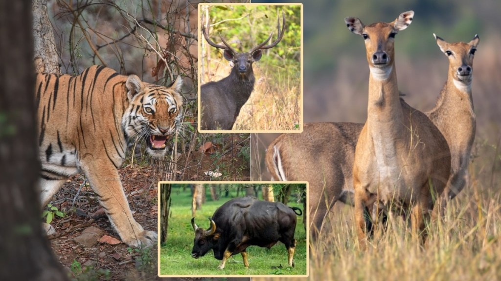 wild animals counting Ambabarwa Wildlife Sanctuary in buldhana