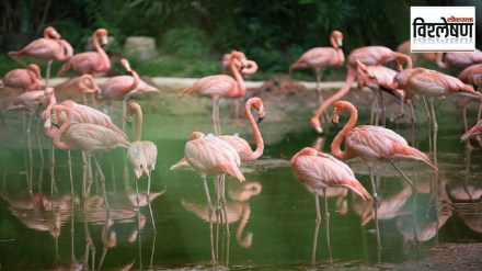 flamingo, bird, habitat,
