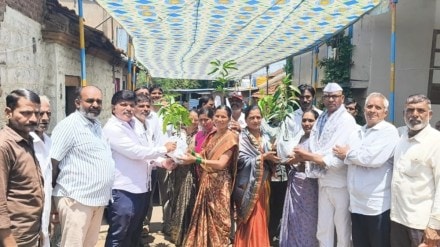 150 mango saplings, mango tree donate