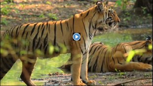 tadoba andhari tiger reserve viral video marathi news,