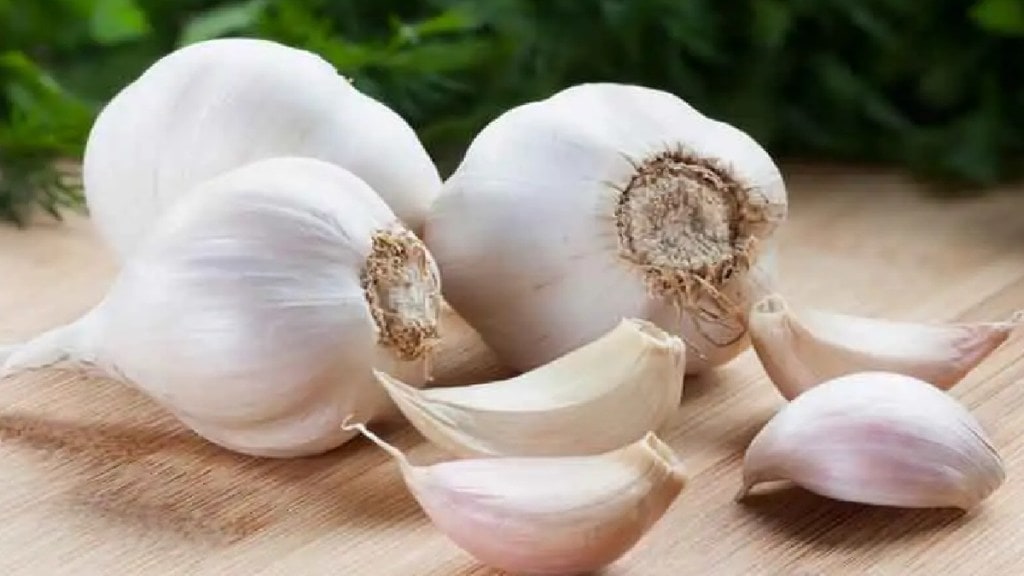 navi Mumbai garlic marathi news, garlic price navi Mumbai marathi news