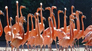 29 Flamingos hit by plane marathi news