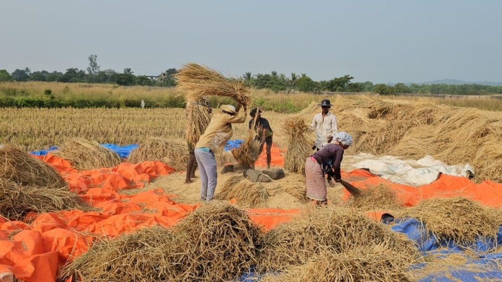 raigad kharif crops marathi news, raigad kharif latest marathi news