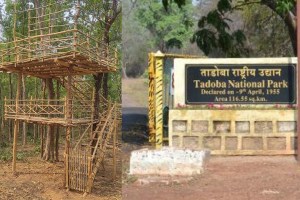 tadoba andhari tiger reserve marathi news