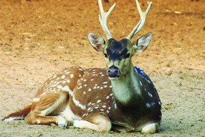 sagareshwar wildlife sanctuary marathi news