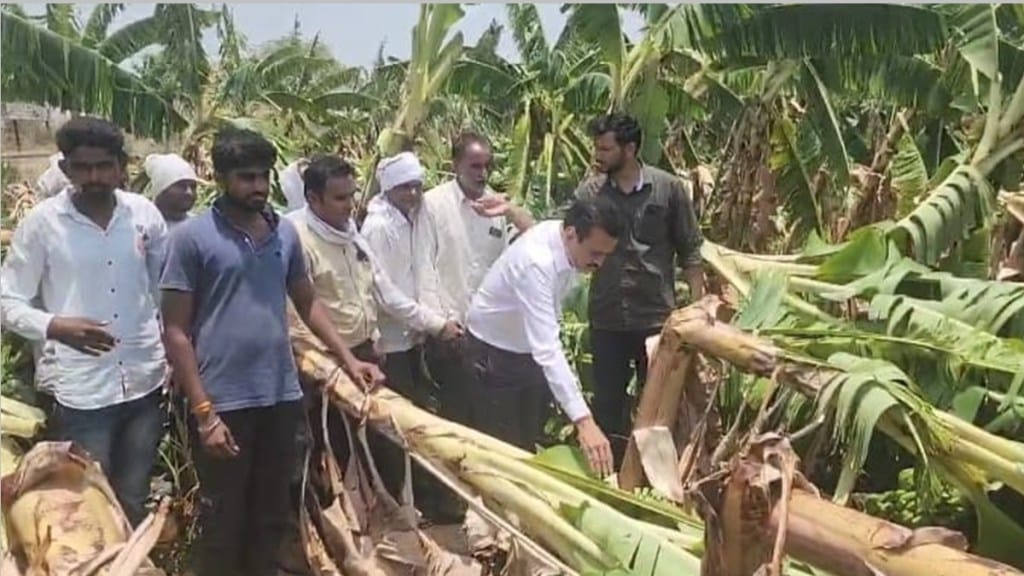 Jalgaon banana farm destroyed