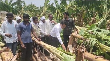 Jalgaon banana farm destroyed