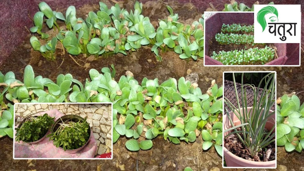 fenugreek, fenugreek methi in the garden