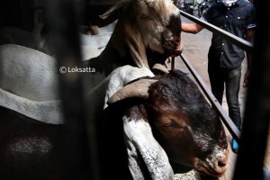 ear tagging on goats bmc marathi news