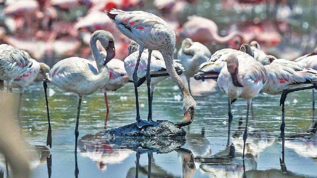 Why do flamingos change their way 39 flamingos have died in plane crashes till now