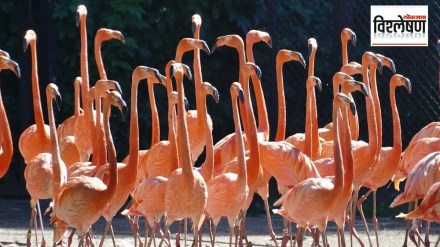 Emirates flight was hit by flamingos in Mumbai