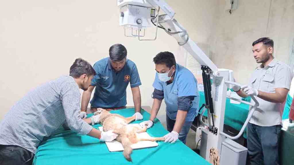 Wildlife Transit Treatment Center, Nagpur, India s First Wildlife Transit Treatment Center, Rehabilitates Injured Fox, Injured Fox, wild life, forest department,