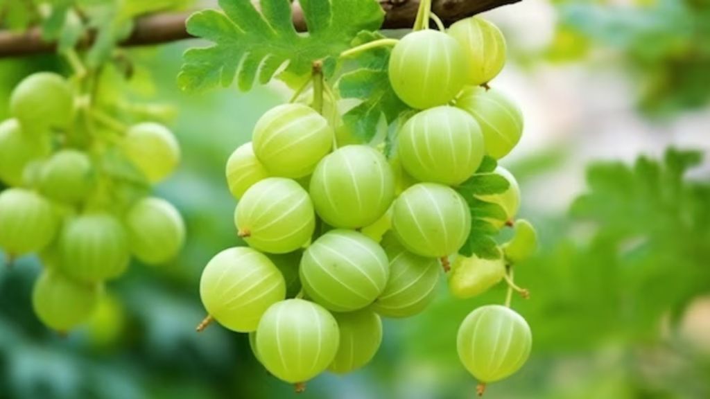 Amla for stomach pain