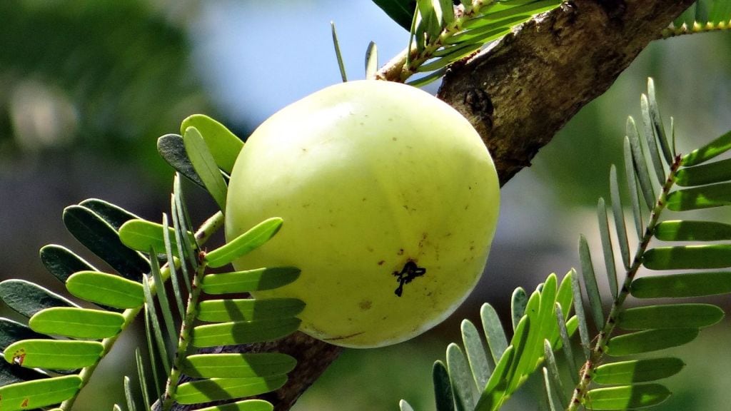 amla benefits