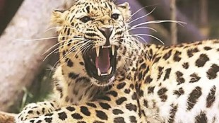 leopard in Nagpur city fear among citizens