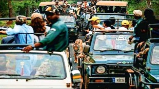 tiger surrounded by tourists vehicle